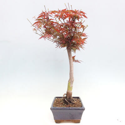 Vonkajší bonsai - Javor dlanitolistý - Acer palmatum RED PYGMY - 2