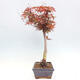 Vonkajší bonsai - Javor dlanitolistý - Acer palmatum RED PYGMY - 2/4