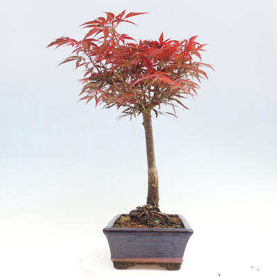 Vonkajší bonsai - Javor dlanitolistý - Acer palmatum RED PYGMY - 2