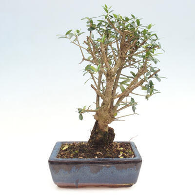 Izbová bonsai - Olea europaea sylvestris -Oliva evropská drobnolistá - 2