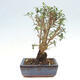 Izbová bonsai - Olea europaea sylvestris -Oliva evropská drobnolistá - 2/4