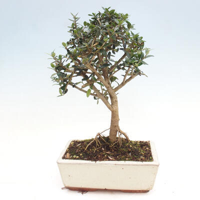 Izbová bonsai - Olea europaea sylvestris -Oliva evropská drobnolistá - 2