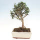 Izbová bonsai - Olea europaea sylvestris -Oliva evropská drobnolistá - 2/4