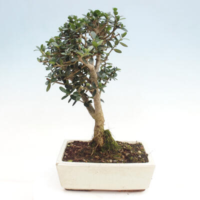 Izbová bonsai - Olea europaea sylvestris -Oliva evropská drobnolistá - 2