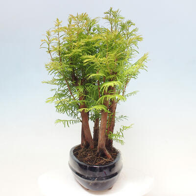 Vonkajšie bonsai - Metasequoia glyptostroboides - Metasekvoja čínska - 2