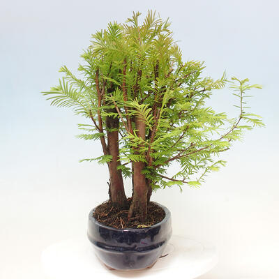 Vonkajšie bonsai - Metasequoia glyptostroboides - Metasekvoja čínska - 2