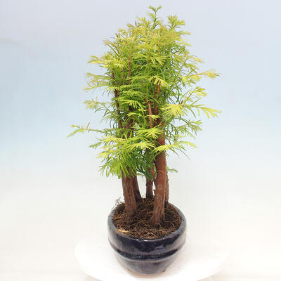 Vonkajšie bonsai - Metasequoia glyptostroboides - Metasekvoja čínska - 2