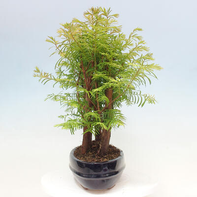 Vonkajšie bonsai - Metasequoia glyptostroboides - Metasekvoja čínska - 2