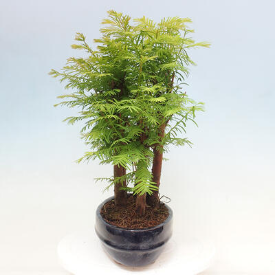 Vonkajšie bonsai - Metasequoia glyptostroboides - Metasekvoja čínska - 2