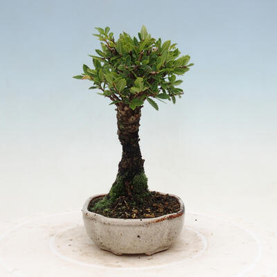 Vonkajšie bonsai - Zelkova - Zelkova NIRE - 2