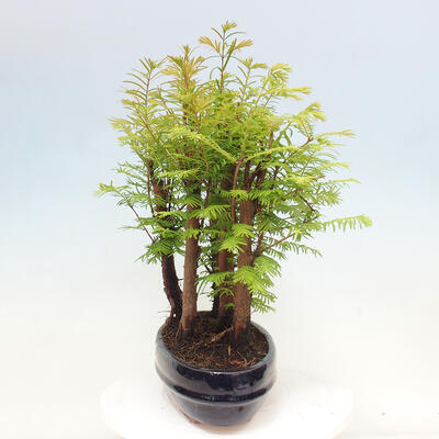 Vonkajšie bonsai - Metasequoia glyptostroboides - Metasekvoja čínska - 2