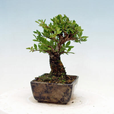 Vonkajšie bonsai - Zelkova - Zelkova NIRE - 2