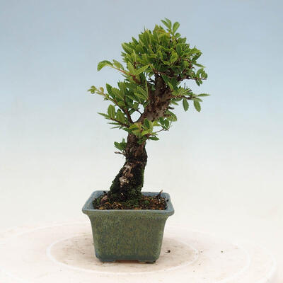 Vonkajšie bonsai - Zelkova - Zelkova NIRE - 2