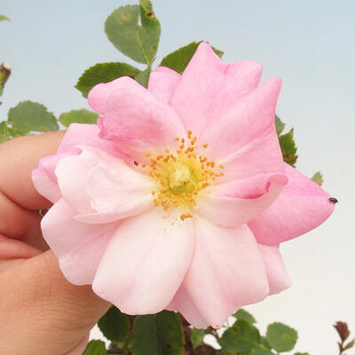 Vonkajší bonsai - Rosa sp. - malokvetá ruža - 2