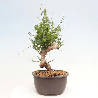 Vonkajší bonsai - Pinus thunbergii - Borovica thunbergova - 2