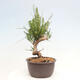 Vonkajší bonsai - Pinus thunbergii - Borovica thunbergova - 2/4