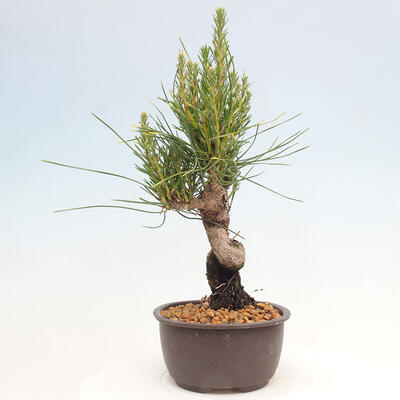 Vonkajší bonsai - Pinus thunbergii - Borovica thunbergova - 2