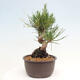 Vonkajší bonsai - Pinus thunbergii - Borovica thunbergova - 2/4