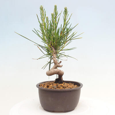 Vonkajší bonsai - Pinus thunbergii - Borovica thunbergova - 2