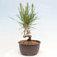 Vonkajší bonsai - Pinus thunbergii - Borovica thunbergova - 2/4