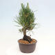 Vonkajší bonsai - Pinus thunbergii - Borovica thunbergova - 2/4