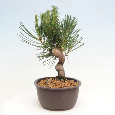 Vonkajší bonsai - Pinus thunbergii - Borovica thunbergova - 2