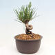 Vonkajší bonsai - Pinus thunbergii - Borovica thunbergova - 2/4