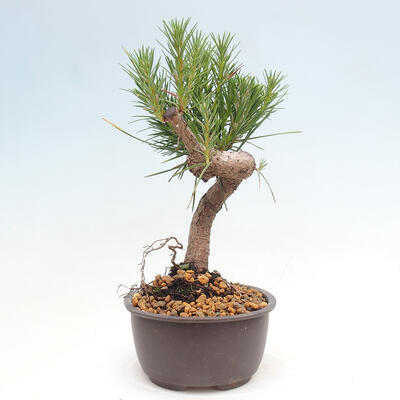 Vonkajší bonsai - Pinus thunbergii - Borovica thunbergova - 2