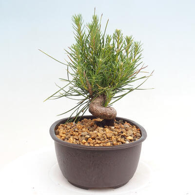 Vonkajší bonsai - Pinus thunbergii - Borovica thunbergova - 2