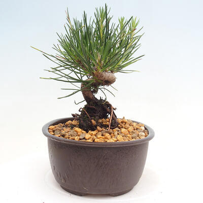 Vonkajší bonsai - Pinus thunbergii - Borovica thunbergova - 2