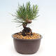 Vonkajší bonsai - Pinus thunbergii - Borovica thunbergova - 2/4