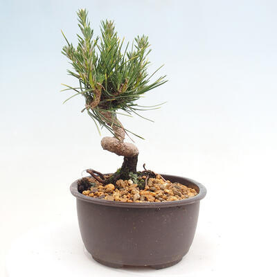 Vonkajší bonsai - Pinus thunbergii - Borovica thunbergova - 2