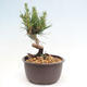 Vonkajší bonsai - Pinus thunbergii - Borovica thunbergova - 2/4