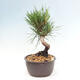 Vonkajší bonsai - Pinus thunbergii - Borovica thunbergova - 2/4