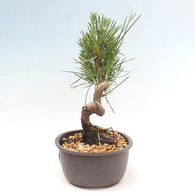 Vonkajší bonsai - Pinus thunbergii - Borovica thunbergova - 2