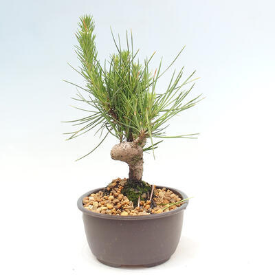 Vonkajší bonsai - Pinus thunbergii - Borovica thunbergova - 2