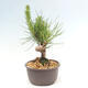 Vonkajší bonsai - Pinus thunbergii - Borovica thunbergova - 2/4