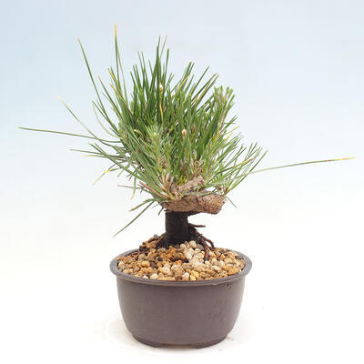 Vonkajší bonsai - Pinus thunbergii - Borovica thunbergova - 2