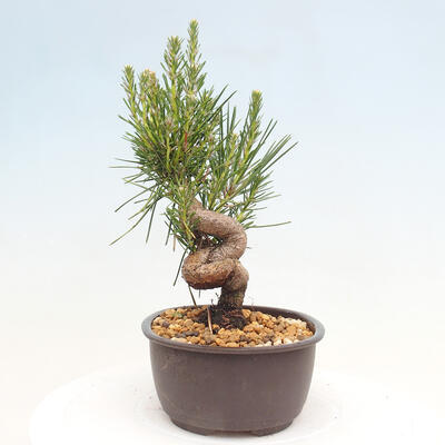 Vonkajší bonsai - Pinus thunbergii - Borovica thunbergova - 2