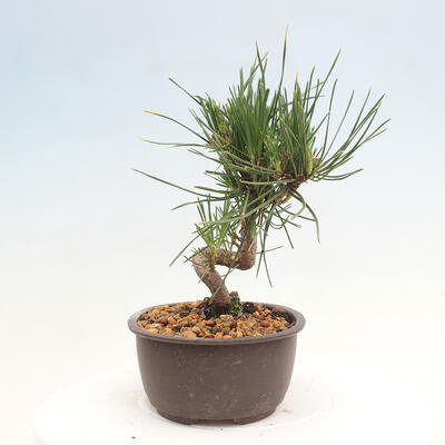 Vonkajší bonsai - Pinus thunbergii - Borovica thunbergova - 2