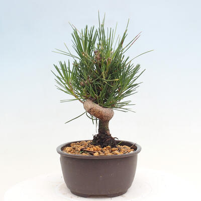 Vonkajší bonsai - Pinus thunbergii - Borovica thunbergova - 2