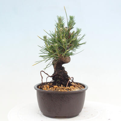 Vonkajší bonsai - Pinus thunbergii - Borovica thunbergova - 2