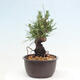 Vonkajší bonsai - Pinus thunbergii - Borovica thunbergova - 2/4