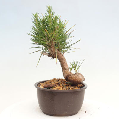 Vonkajší bonsai - Pinus thunbergii - Borovica thunbergova - 2