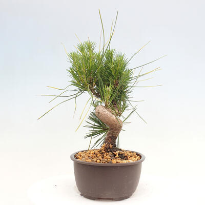 Vonkajší bonsai - Pinus thunbergii - Borovica thunbergova - 2