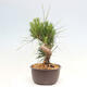 Vonkajší bonsai - Pinus thunbergii - Borovica thunbergova - 2/4