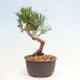 Vonkajší bonsai - Pinus thunbergii - Borovica thunbergova - 2/4