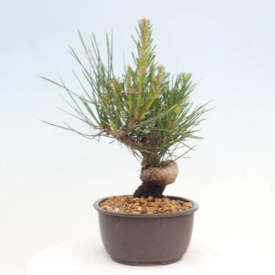 Vonkajší bonsai - Pinus thunbergii - Borovica thunbergova - 2