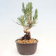 Vonkajší bonsai - Pinus thunbergii - Borovica thunbergova - 2/4