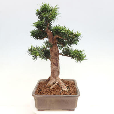 Vonkajší bonsai - Taxus cuspidata - Tis japonský - 2